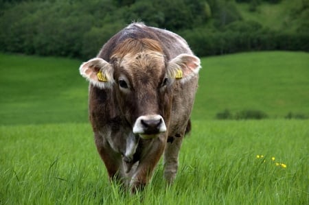   Hello Cow Lovers - Cow, Grazing, field, Brown, Green Meadow, Looking-on