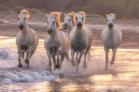 Horses Running Free with Nature - water, nature, horses, animals