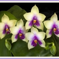 MOTH ORCHIDS