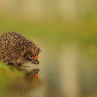 Little hedgehog at water