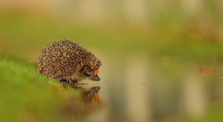 Little hedgehog at water - hedgehog, wilderness, cute, wild animals, wild, wallpaper, animals, wildlife