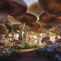 Mushroom forest