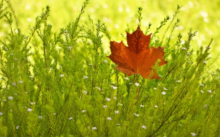 It's Autumn - autumn, firld, green, nature