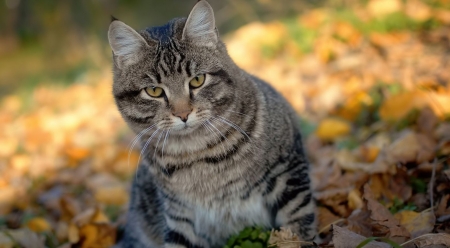 Wild cat - wilderness, wild animals, nature, cats, cute, wild cat, animals, wildlife, wild, wallpaper