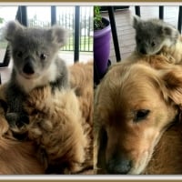 DOG AND KOALA JOEY