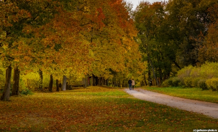 The colors of  autumn - autumn, natuure, park, tree