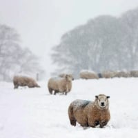 Sheep In Snow In England