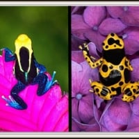 POISON DART FROGS