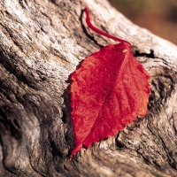 autumn leaf