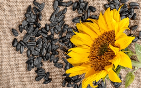 Sunflower - seed, sunflowers, still life, photography