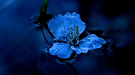 Blue flower - water, blue, apa, albastru, flower, floare