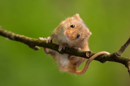 Mouse - animal, green, cute, mouse, soricel