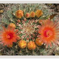 ARIZONA BARREL CACTUS