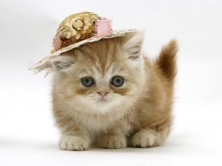 ginger kitten with a straw hat - straw hat, cats, kitten, animals