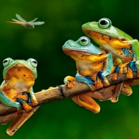 Three Frogs and Dragonflies