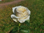 White Rose