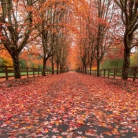 Autumn Avenue