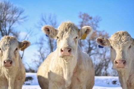 ╰⊱  Smile For The Camera  ⊱╮ - Snow, Cows, BlueSky, Three