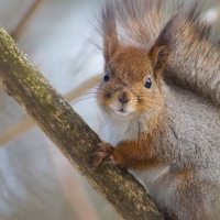 Red squirrel