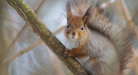 Red squirrel - wilderness, wild animals, nature, cute, squirrel, animals, wildlife, wild, wallpaper