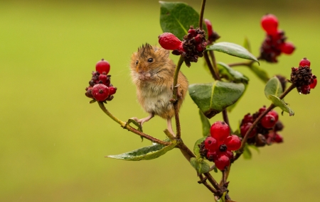 Mouse - rodent, animal, red, berry, cute, fruit, harvest mouse