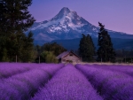 Lavender field