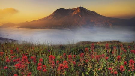 Misty Valley at the Foot of the Mountain - flowers, fog, misty, mountains, nature, valley