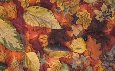 Autumn leaves - autumn, brown, leaf, orange, skin, texture, toamna