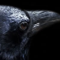 Crow face