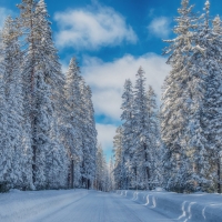 Winter Pine Trees