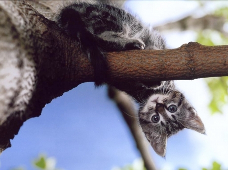 Kitten - animal, kitten, paw, cute, pisici, view from down, tree, cat