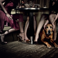 Dog Under Table Legs