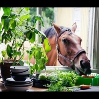 Carrot Thief