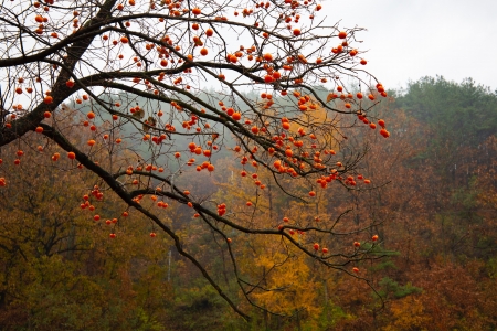 Leaning tree - twigs, pretty, branches, Autumn, Fall, photography, UHD, forest, tree, outdoors, nature, season, country, rural