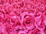 Pink roses