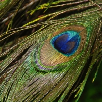 Peacock feather