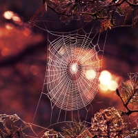 Spider's web