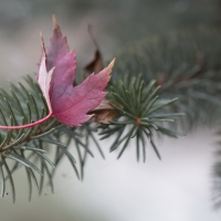 Pink leaf