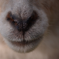 Sheep nose