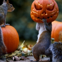 Pumpkin  Squirrels