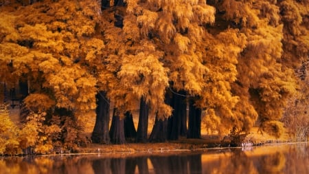 Autumn Trees by the Pond