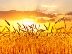 Wheat field