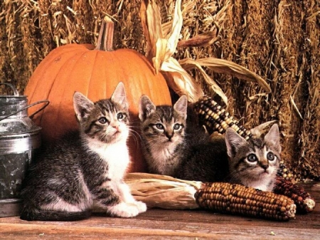 kittens wait on Halloween - cats, Halloween, kittens, animals