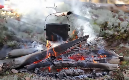 the fire - photo, nature, fire, wood