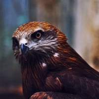 Eagle portrait