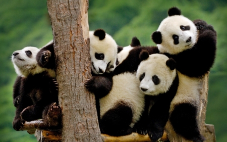 So beautiful and happy Panda - amazing, animal, brothers, panda
