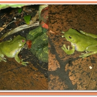 TWO GREEN FROGS