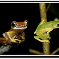 FROGS ON BRANCHES