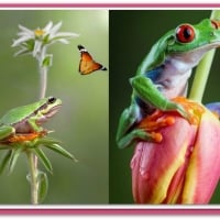 POSING FROGS