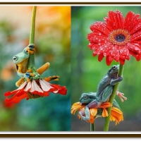 FROGS AND FLOWERS